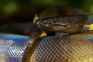 Portrait of a Bismarck Ringed python (Bothrochilus boa) with fly, Willaumez Peninsula