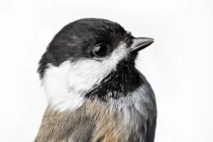 Side View Gallery: Portrait of a Black-capped chickadee, (Poecile atricapillus) with white background
