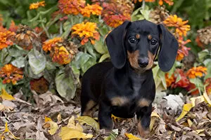 Portrait of black and tan smooth coated Dachshund puppy, sitting in leaves, with zinnias