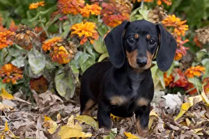 Images Dated 12th September 2009: Portrait of black and tan smooth coated Dachshund puppy, sitting in leaves, with zinnias