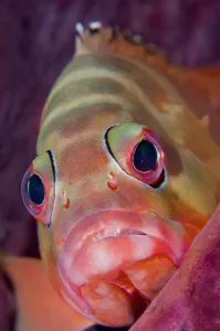 Portrait of Blacktip grouper (Epinephelus fasciatus) resting in Barrel sponge
