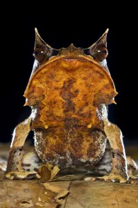 Portrait of Bornean Horned Frog (Megophrys nasuta) amongst leaf-litter in forest floor