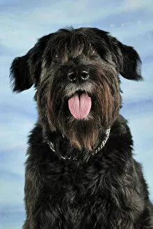 Images Dated 5th September 2009: Portrait of a Bouvier des Flander cross-breed dog, sitting and panting