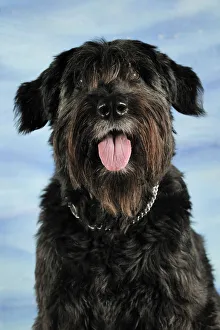 Bouvier poodle best sale mix for sale