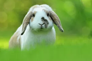 Portrait of brown and white coated Holland lop-eared domestic rabbit (Oryctolagus