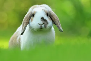 Portrait of brown and white coated Holland lop-eared domestic rabbit (Oryctolagus cuniculus domesticus), Lorraine, France, July