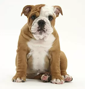 Puppies Gallery: Portrait of a Bulldog puppy sitting, 11 weeks