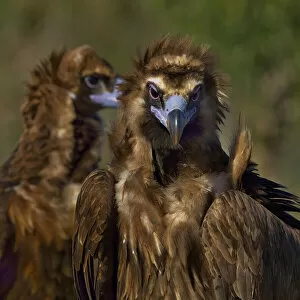 Portrait of Cinereous vulture (Aegypius monachus). Spain. February