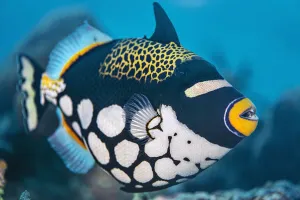 Alex Mustard 2021 Update Prints: A portrait of a clown triggerfish (Balistoides conspicillum) on a coral reef