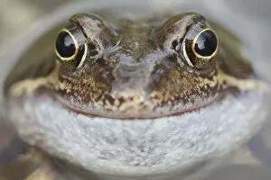 Amphibians Gallery: Portrait of Common frog (Rana temporaria) in garden pond, Warwickshire, England, UK, March