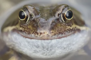 Rana Muta Prints: Portrait of Common frog (Rana temporaria) in garden pond, Warwickshire, England, UK, March