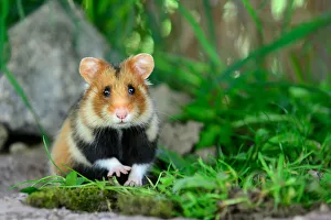 Portrait of a common hamster (Cricetus cricetus) Alsace, France, April, captive