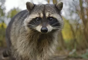 Animal Face Gallery: Portrait of a Common Racoon (Procyon lotor). Stanley Park, Vancouver, Canada, March