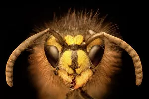 Black Background Gallery: Portrait of a Common Wasp (Vespula vulgaris). UK. Focus stacked image (dead specimen)