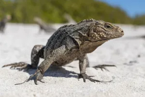 Iguana Prints: Portrait of Cuba iguana (Cyclura nubila) on a tropical beach