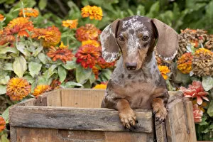 Images Dated 12th September 2009: Portrait of dappled miniature Dachshund puppy, in antique wooden box with zinnias in background