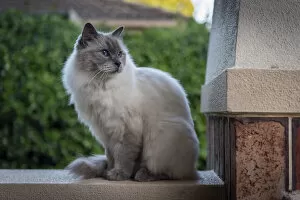 Images Dated 15th May 2020: Portrait of domestic ragdoll cat, male Shiloh age 13 on a verandah