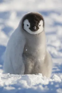 Portrait of Emperor penguin chick (Aptenodytes forsteri) sitting in the snow at Snow