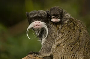 Mark Bowler Collection: Portrait of an Emperor Tamarin (Saguinus imperator) mother with baby. Captive. Endemic to Peru