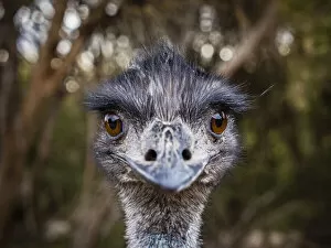 Portrait of Emu (Dromaius novaehollandiae). Kangaroo Island, South Australia