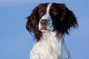 Portraits Collection: Portrait of English Springer Spaniel (field type). Elkhorn, Wisconsin, USA, January