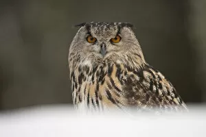 Portrait of a European Eagle Owl (Bubo bubo). Captive. Scotland, UK, February