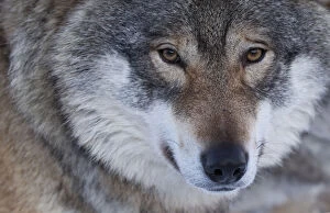 Images Dated 6th February 2013: Portrait of a European grey wolf (Canis lupus), captive, Norway, February