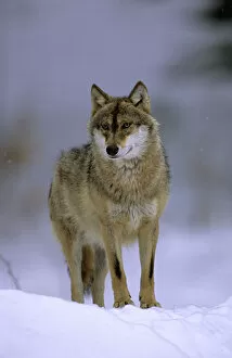 Images Dated 31st May 2010: Portrait of European grey wolf (Canis lupus) in snow, Bayerisherwald National Park