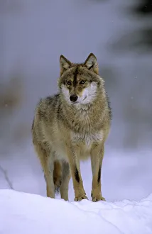 Images Dated 31st May 2010: Portrait of European grey wolf (Canis lupus) in snow, Bayerisherwald National Park