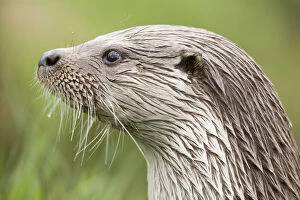 Lutra Lutra Gallery: Portrait of European river otter {Lutra lutra} captive, UK