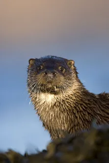 Portrait of European river otter (Lutra lutra) resting amongst seaweed, Isle of Mull