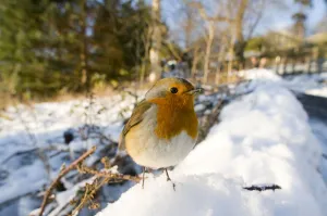 Images Dated 22nd December 2009: Portrait of a European Robin (Erithacus rubecula) in snow. Edinburgh, UK, December
