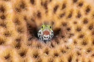 Alex Mustard 2021 Update Prints: Portrait of the face of a Spinyhead blenny (Acanthemblemaria spinosa