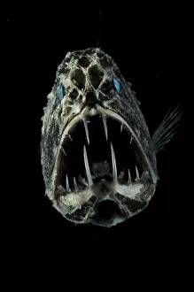 Portrait of Fangtooth {Anoplogaster cornuta} Atlantic