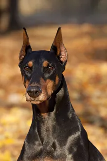 Alert Gallery: Portrait of female Doberman Pinscher sitting in yellow maple leaves, Illinois, USA