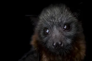 Portrait of a female rescued Grey-headed flying-fox (Pteropus poliocephalus) pup