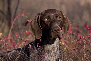 Berries Prints: Portrait of German Shorthair Pointer in thicket of pink berries, Illinois, USA