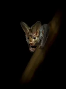 Black Background Prints: Portrait of a Ghost bat (Macroderma gigas) with dark background, captive, Adelaide Zoo