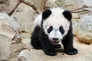 Giant Panda Collection: Portrait of Giant panda cub (Ailuropoda melanoleuca) captive
