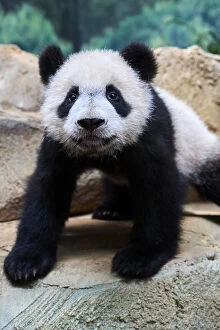 Portrait of Giant panda cub (Ailuropoda melanoleuca) Yuan Meng, first giant panda