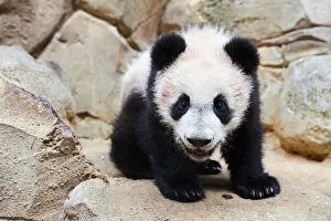 Portrait of Giant panda cub (Ailuropoda melanoleuca) captive