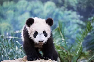 Baby Animal Prints: Portrait of Giant panda cub (Ailuropoda melanoleuca) captive
