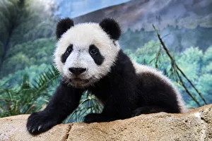 Baby Animal Prints: Portrait of giant panda cub (Ailuropoda melanoleuca) captive