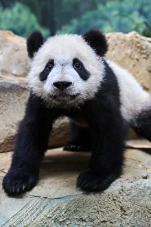 Breeding Program Prints: Portrait of Giant panda cub (Ailuropoda melanoleuca) Yuan Meng, first giant panda