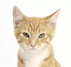 Portrait of a ginger kitten