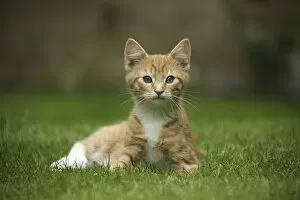Images Dated 7th June 2011: Portrait of ginger kitten lying on grass