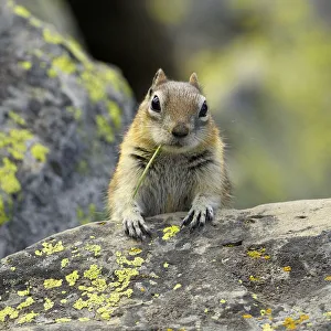 Expressions Prints: Portrait of Golden Mantled Ground Squirrel (Spermophilus lateralis) with a blade