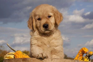 Animal Portrait Gallery: Portrait of Golden Retriever puppy with paw on rim of basket full of gourds, Connecticut