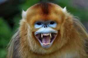 Threatened Gallery: Portrait of a Golden snub-nosed monkey (Rhinopithecus roxellana) screaming and showing its teeth