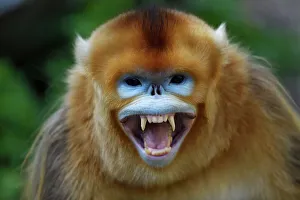 Portrait of a Golden snub-nosed monkey (Rhinopithecus roxellana) screaming and showing its teeth